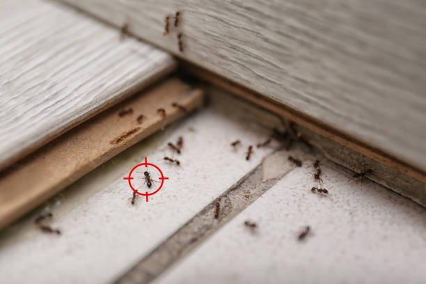 Best Pest Prevention Services  in Sunrise Manor, NV