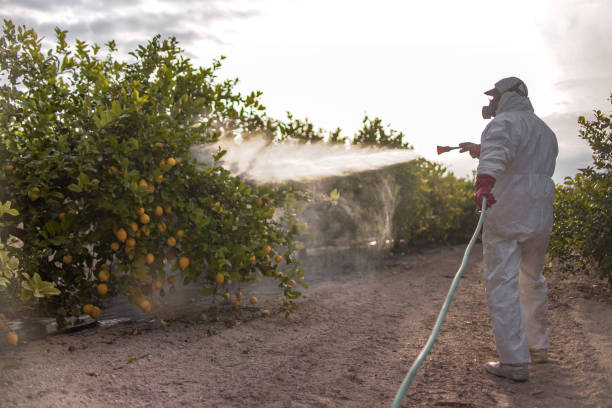 Best Pest Control Near Me  in Sunrise Manor, NV